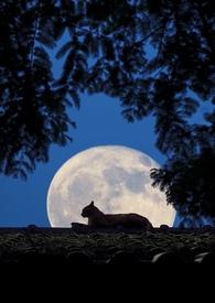 放慢月光1v1先婚后爱全文阅读