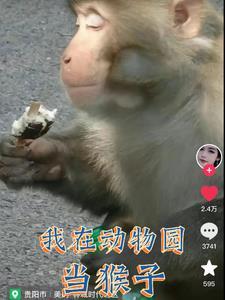 我在动物园搞