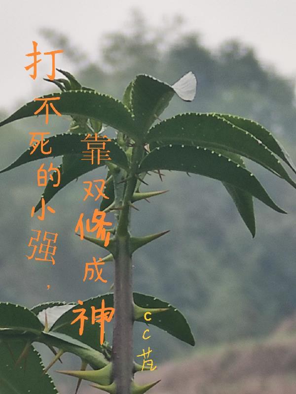 打不死的小强林凡