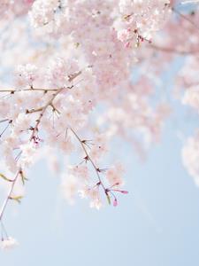 人设和oc有什么差别